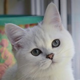 Telegram profile photo for Котики 🐈
