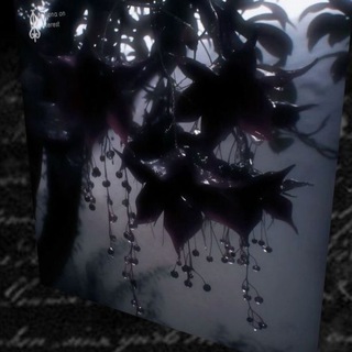 Telegram profile photo for ᅠ :Nachtblüte ❞