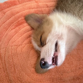 Telegram profile photo for nho’s em