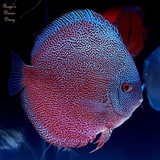 Telegram profile photo for Discus atlas (irandiscus)