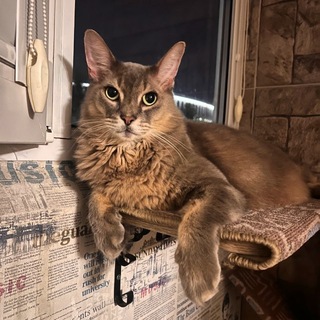 Telegram profile photo for Боженька Кошенька