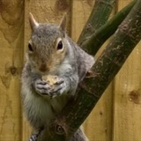 Telegram profile photo for Pistachio CTO Portal