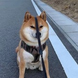 Telegram profile photo for Shitpost Trenemor