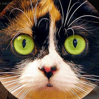 Telegram profile photo for AISHA PATS🐈