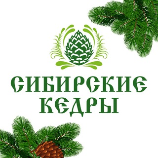 Telegram profile photo for Сибирские кедры