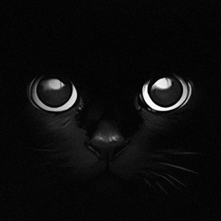 Telegram profile photo for Kito Community