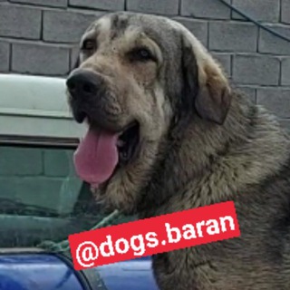 Telegram profile photo for کانال سگ بازان ایران و عراق