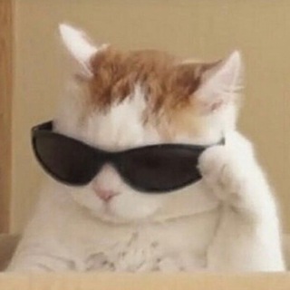 Telegram profile photo for BluffCat
