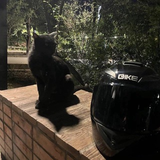 Telegram profile photo for 𝖠𝖵𝖤𝖲𝖳𝖠