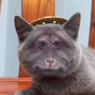 Telegram profile photo for vzhuh
