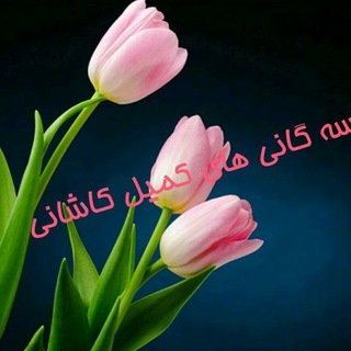 Telegram profile photo for سه گانی های کمیل کاشانی