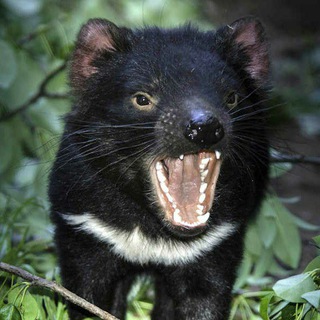 Telegram profile photo for Pazmanian Devil WORK 👹