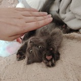 Telegram profile photo for Фан-клуб Дианыּ ֶָ֢.♡