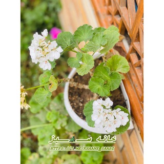 Telegram profile photo for •خانه ســـ🌱ــبز•