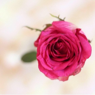 Telegram profile photo for نفائـس الـدُّرَر من كـلامِ أهـل الأثـر ✨