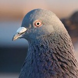 Telegram profile photo for GennadiyThePigeon