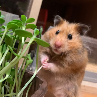 Telegram profile photo for Хомякополис 🐹