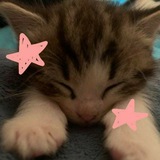 Telegram profile photo for ♡