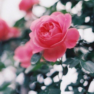 Telegram profile photo for قناة خاصه لـــ تصاميمي ( أميرهـ التميمي)