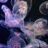 Telegram profile photo for 𐌺᧐ⲙ᧐ρκᥲ ᥴᴛᥲρдᥲᥴᴛ!!|🧊