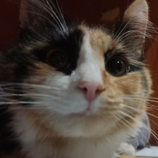 Telegram profile photo for Уголок Блимера