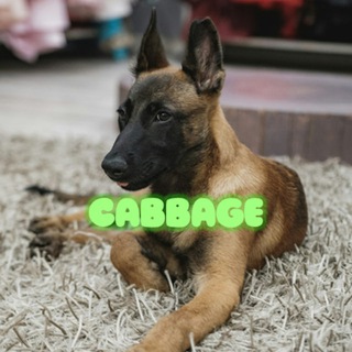 Telegram profile photo for Cabbage on BNB