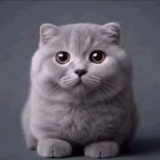 Telegram profile photo for фнефчiкк