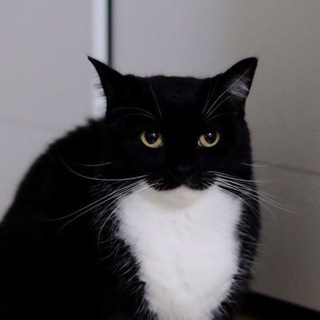 Telegram profile photo for E͡ᒪᮬᒪIᮩᗩᖇ᪲Oᤢ