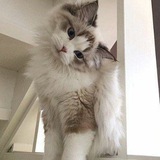 Telegram profile photo for Archive @catalogath