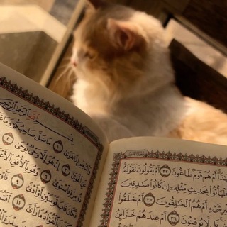 Telegram profile photo for رفقاء الطوافات❣️