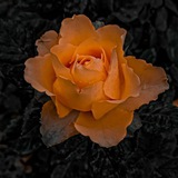 Telegram profile photo for 『⇡دمـۭوꪆعٓـ؏ آـآݪوꪆرد⁽⇣̀🧸💔‘🖇،!)''۽』