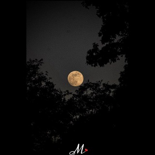 Telegram profile photo for мι∂ηιgнт🌘