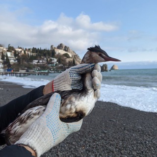 Telegram group profile photo for Помощь птицам Гурзуф, Никита, Ай-Даниль, Отрадное