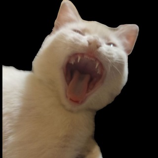 Telegram profile photo for Давай заведем котейку