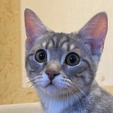 Telegram profile photo for Котики
