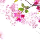 Telegram profile photo for 🌸樱花🌸搜索导航