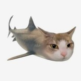 Telegram profile photo for Rawr.