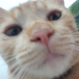 Telegram profile photo for Kucing Lucu | Cute Cat ๐พ