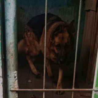 Telegram profile photo for Псарня (вп)