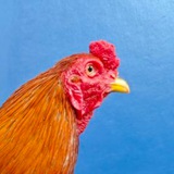 Telegram profile photo for បក្សីកីឡាមាន់ជល់🐓🦅