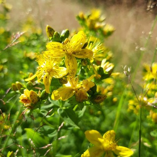 Telegram profile photo for Wildkräuter&Kräuterzauber 🌿🌻🌾
