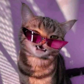 Telegram profile photo for Кот