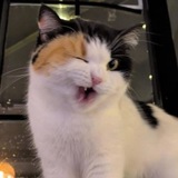 Telegram profile photo for Rules_Union