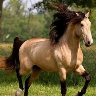 Telegram profile photo for قناة صور Photo Chanel