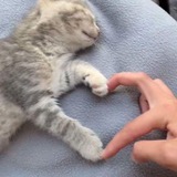 Telegram profile photo for Годношизач