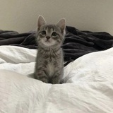 Telegram profile photo for Помурчать о котенке