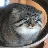 Telegram profile photo for Anchor
