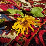 Telegram profile photo for آلمانی با دختر بهار🌻🌱