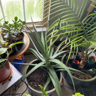 Telegram profile photo for Cute happy plants