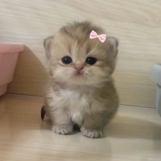 Telegram profile photo for mayushka (〃ω〃)